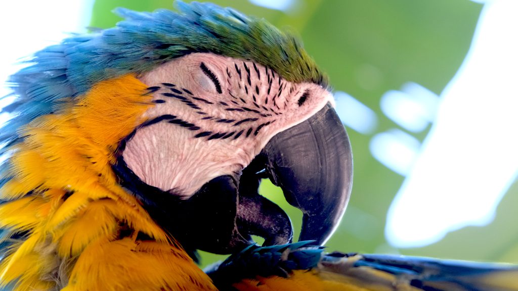 Fotografía artística primer plano guacamayo azul y amarillo acicalándose, detalle plumas vibrantes, ojo expresivo del ave