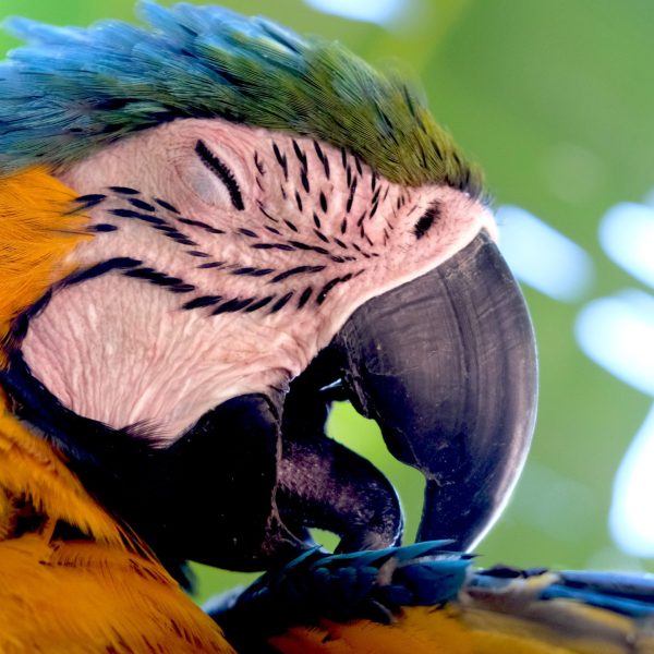 Fotografía artística primer plano guacamayo azul y amarillo acicalándose, detalle plumas vibrantes, ojo expresivo del ave