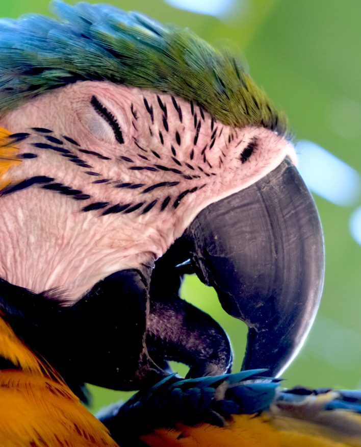 Fotografía artística primer plano guacamayo azul y amarillo acicalándose, detalle plumas vibrantes, ojo expresivo del ave