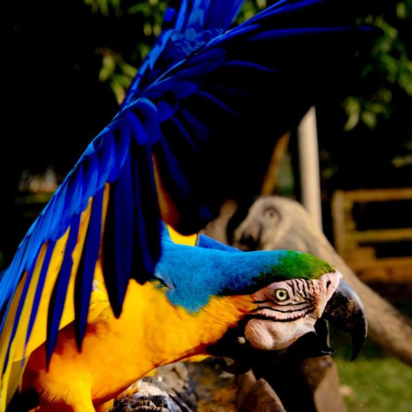 Fotografía artística guacamayo azul y amarillo cuerpo entero posado, plumaje brillante, fondo natural verde y oscuro