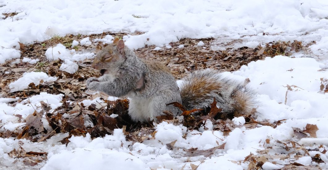 Fotografía artística ardilla gris en la nieve y tierra buscando alimento, escena invernal vida salvaje, pelaje detallado