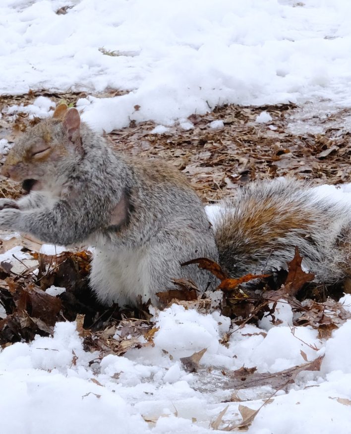 Fotografía artística ardilla gris en la nieve y tierra buscando alimento, escena invernal vida salvaje, pelaje detallado