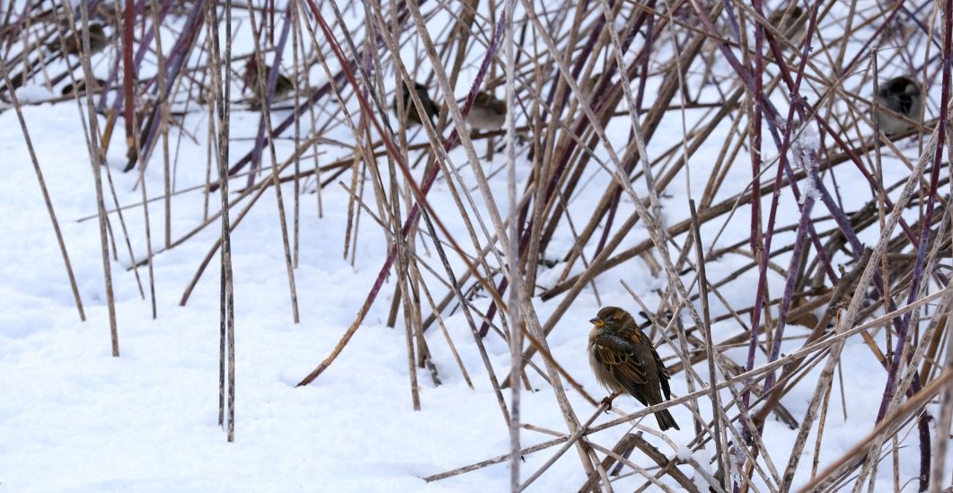 Fotografía artística gorriones pequeños posados en ramas desnudas invernales con nieve, composición minimalista aves