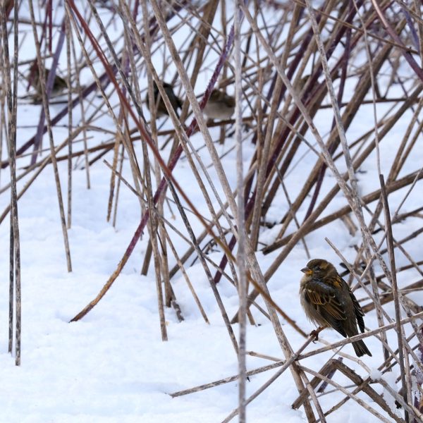 Fotografía artística gorriones pequeños posados en ramas desnudas invernales con nieve, composición minimalista aves