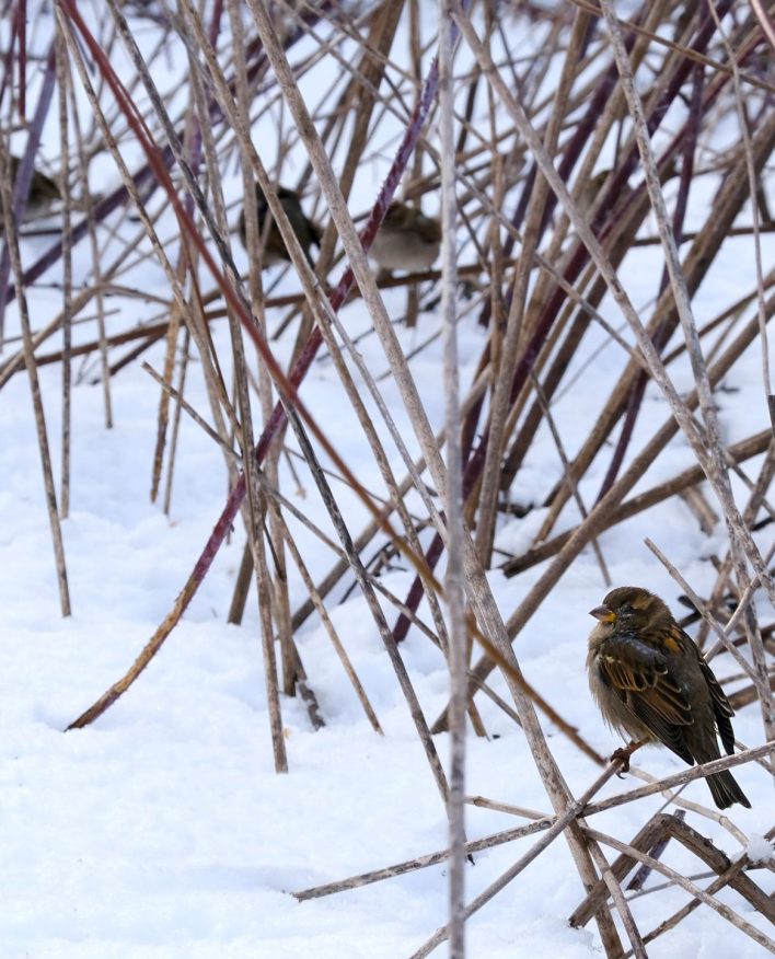Fotografía artística gorriones pequeños posados en ramas desnudas invernales con nieve, composición minimalista aves