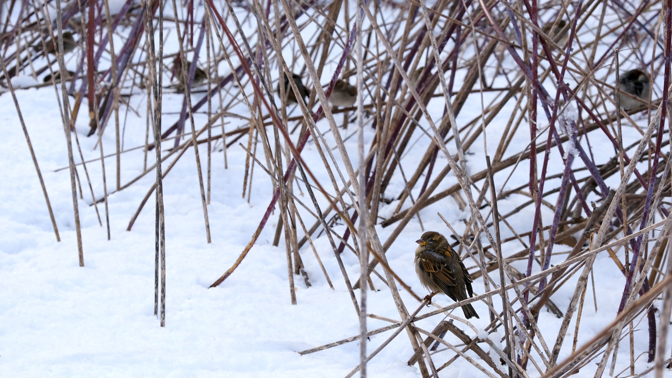 Fotografía artística gorriones pequeños posados en ramas desnudas invernales con nieve, composición minimalista aves