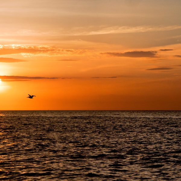 Fotografía artística atardecer La Guajira Colombia, sol naranja sobre mar Caribe, silueta ave volando