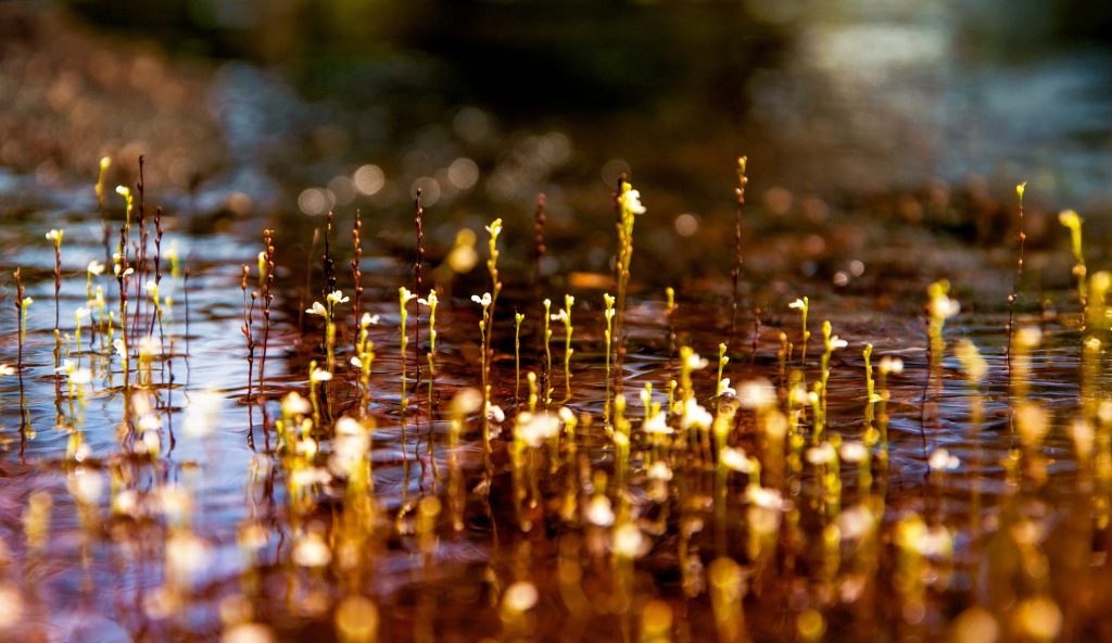 Fotografía macro flores pequeñas emergiendo del agua, reflejos dorados luz, bokeh fondo, naturaleza detalle