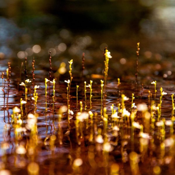 Fotografía macro flores pequeñas emergiendo del agua, reflejos dorados luz, bokeh fondo, naturaleza detalle
