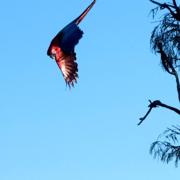 Fotografía artística guacamayo arara rojo volando cielo azul alas extendidas silueta árboles