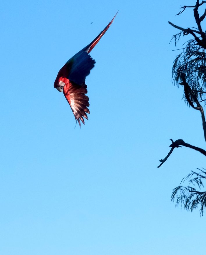 Fotografía artística guacamayo arara rojo volando cielo azul alas extendidas silueta árboles