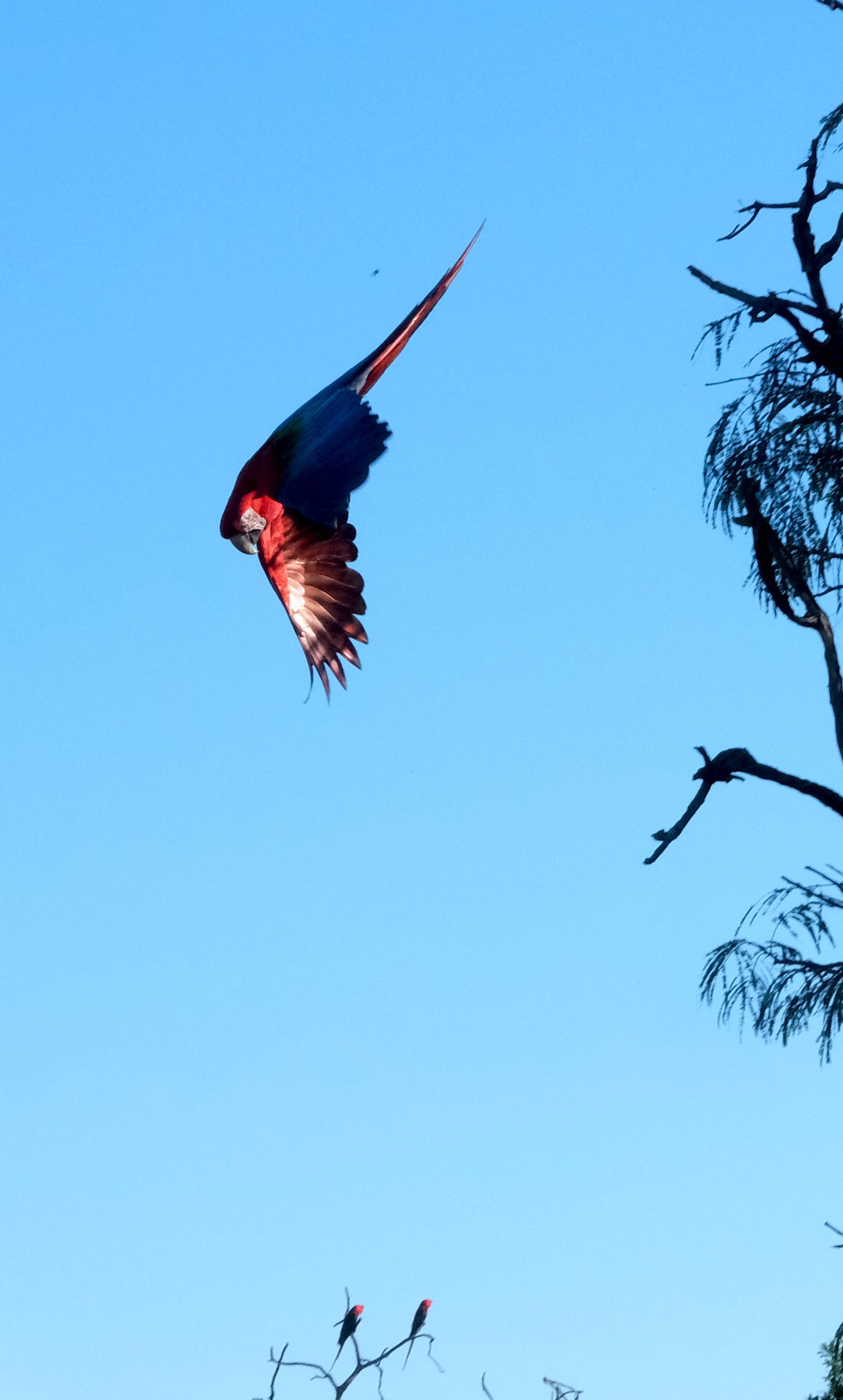 Fotografía artística guacamayo arara rojo volando cielo azul alas extendidas silueta árboles