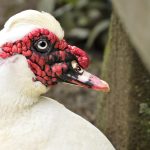 Fotografía artística primer plano pato Muscovy blanco, carúnculas rojas, ojo detallado, ave de corral
