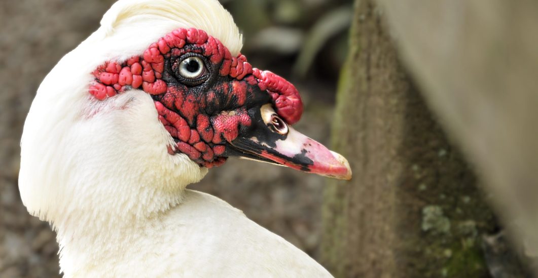 Fotografía artística primer plano pato Muscovy blanco, carúnculas rojas, ojo detallado, ave de corral