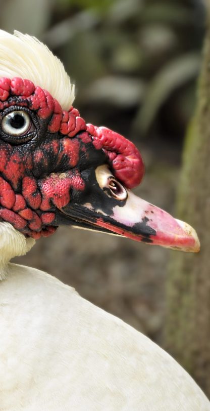 Fotografía artística primer plano pato Muscovy blanco, carúnculas rojas, ojo detallado, ave de corral