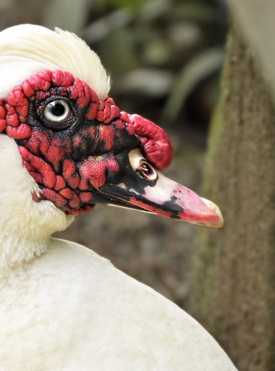 Fotografía artística primer plano pato Muscovy blanco, carúnculas rojas, ojo detallado, ave de corral
