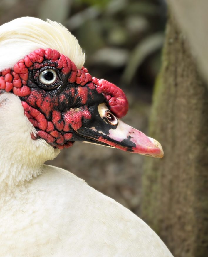 Fotografía artística primer plano pato Muscovy blanco, carúnculas rojas, ojo detallado, ave de corral
