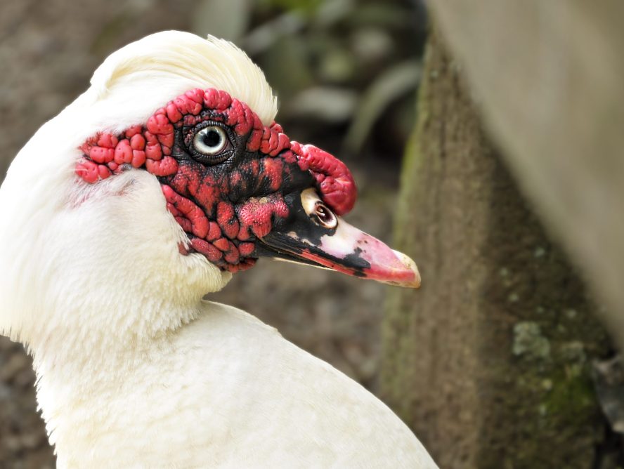 Fotografía artística primer plano pato Muscovy blanco, carúnculas rojas, ojo detallado, ave de corral