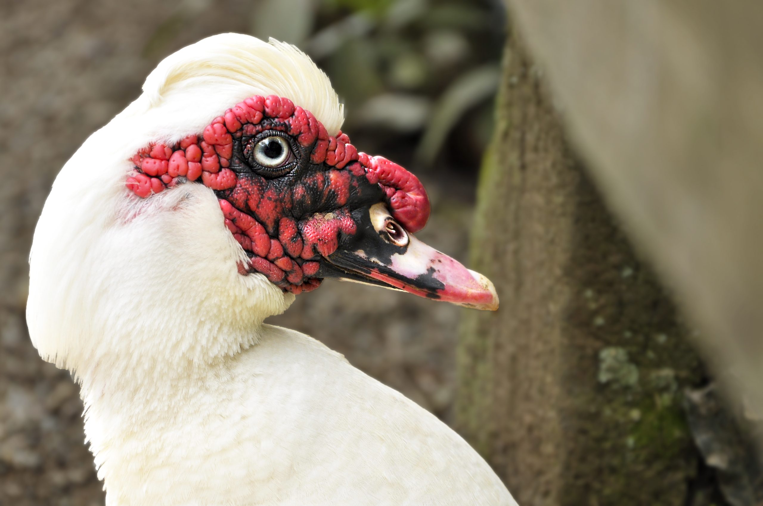 Fotografía artística primer plano pato Muscovy blanco, carúnculas rojas, ojo detallado, ave de corral