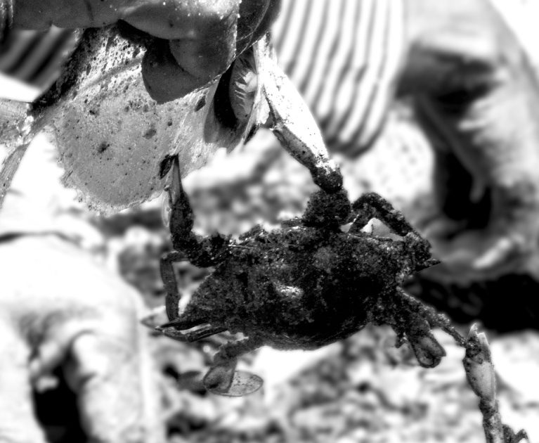 7.-sacando-los-cangrejos-de-la-basura