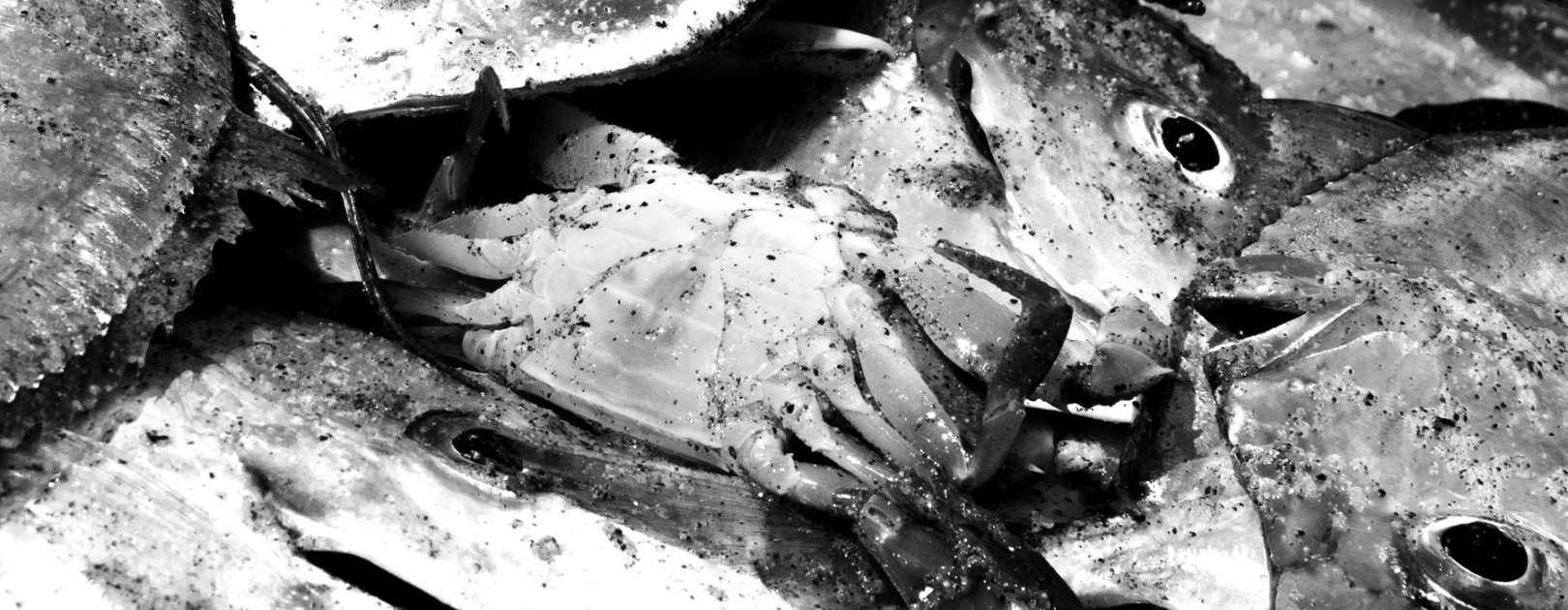 8.-cangrejo-entre-peces