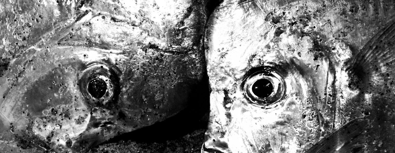 9.-A-pesar-de-labasura-pesca-exitosa