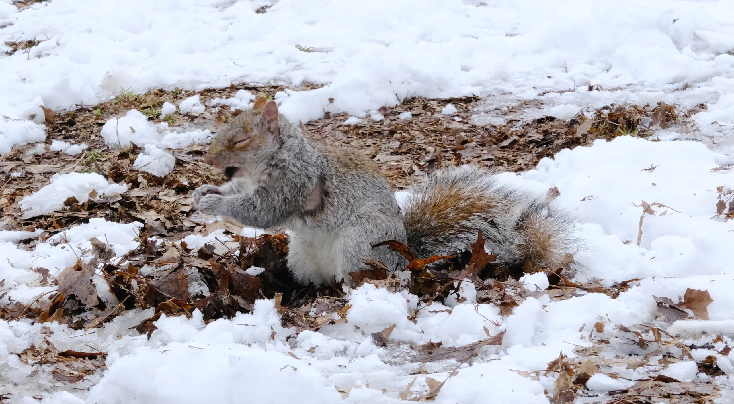 ardilla caminando sobre nieve y barro