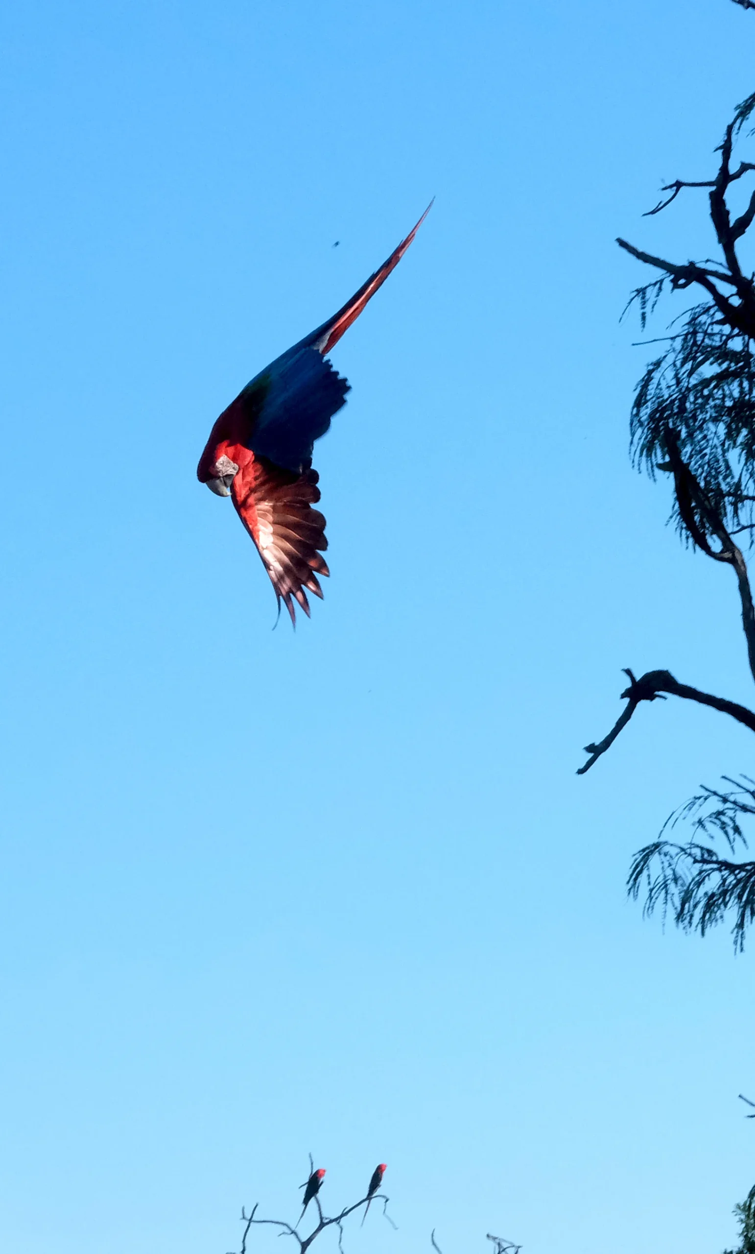 ave volando con alas extendidas en cielo azul