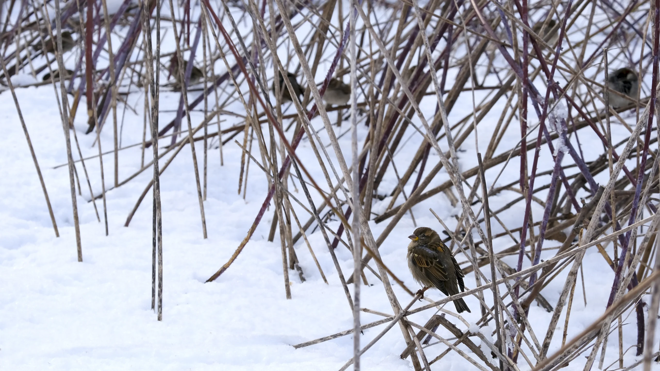 pequeñas aves posadas en ramas secas con nieve