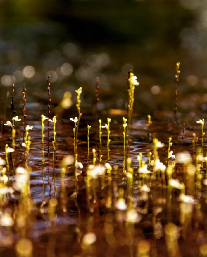 pequeñas plantas iluminadas con reflejos dorados en macro