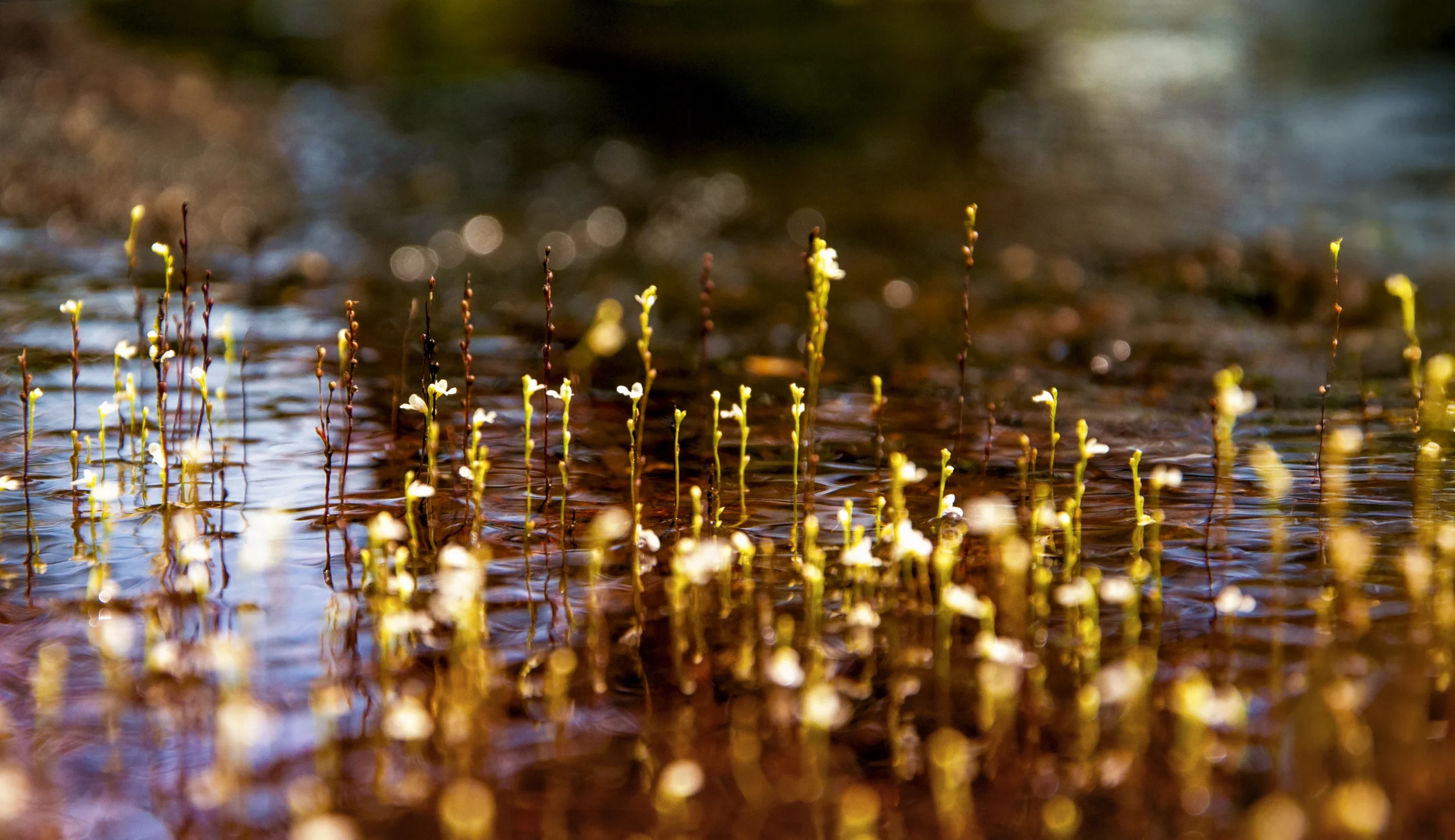 pequeñas plantas iluminadas con reflejos dorados en macro