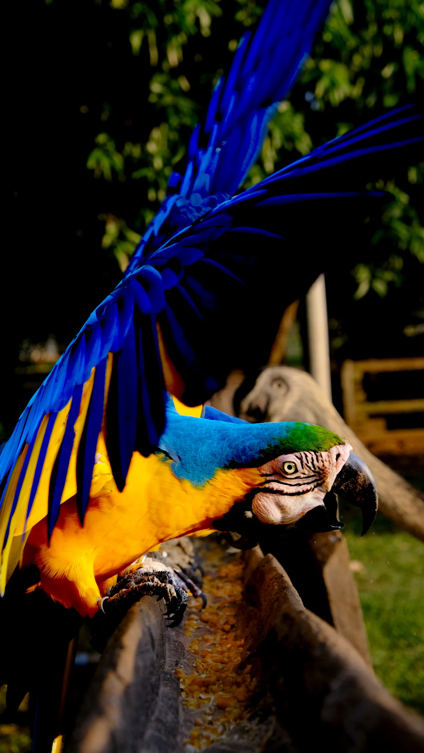 guacamayas volando con alas extendidas