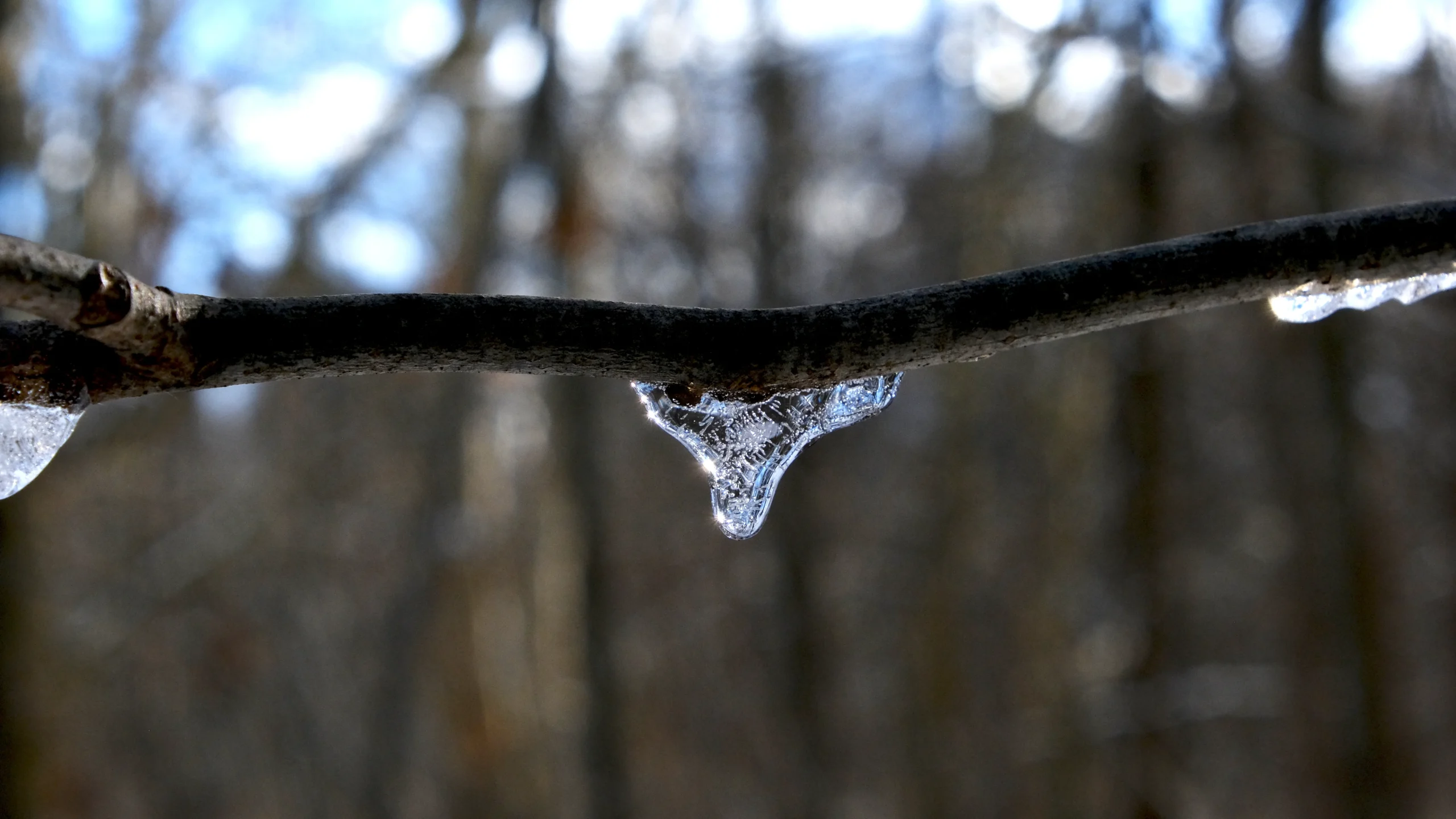 gota de hielo colgando de rama en bosque