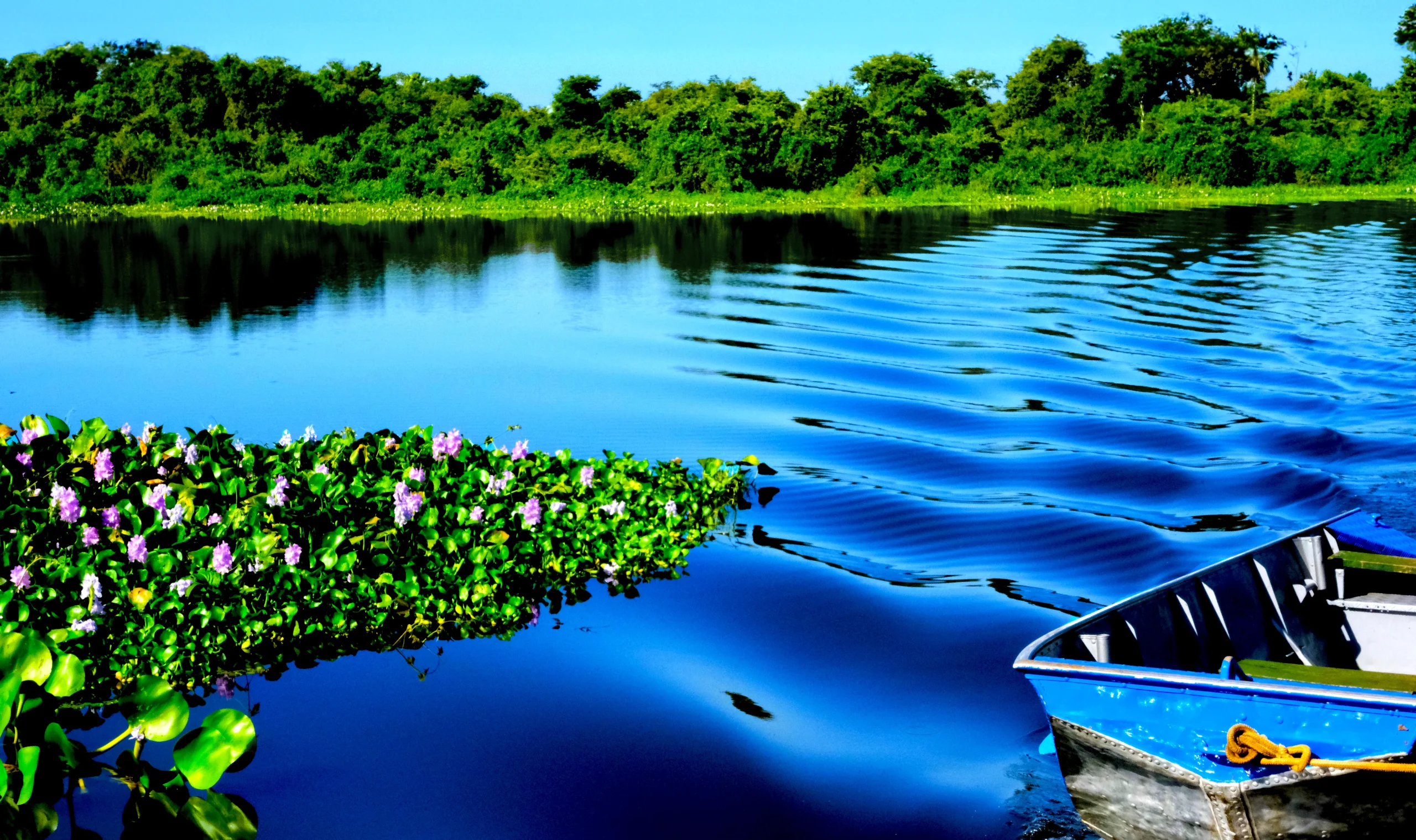lancha azul en río tranquilo con vegetación tropical
