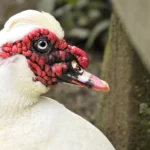 rostro de pato blanco con detalles rojos