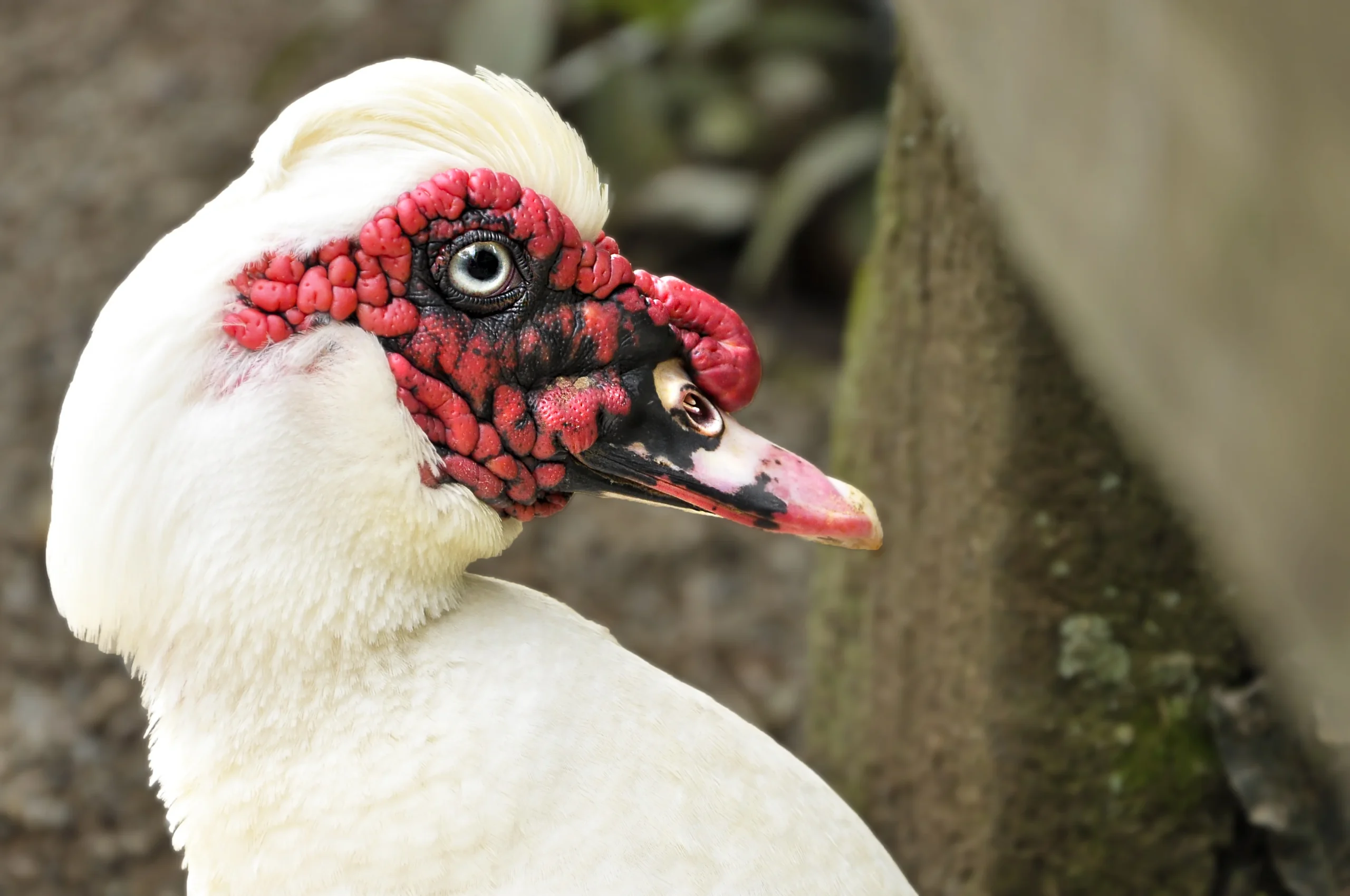 rostro de pato blanco con detalles rojos